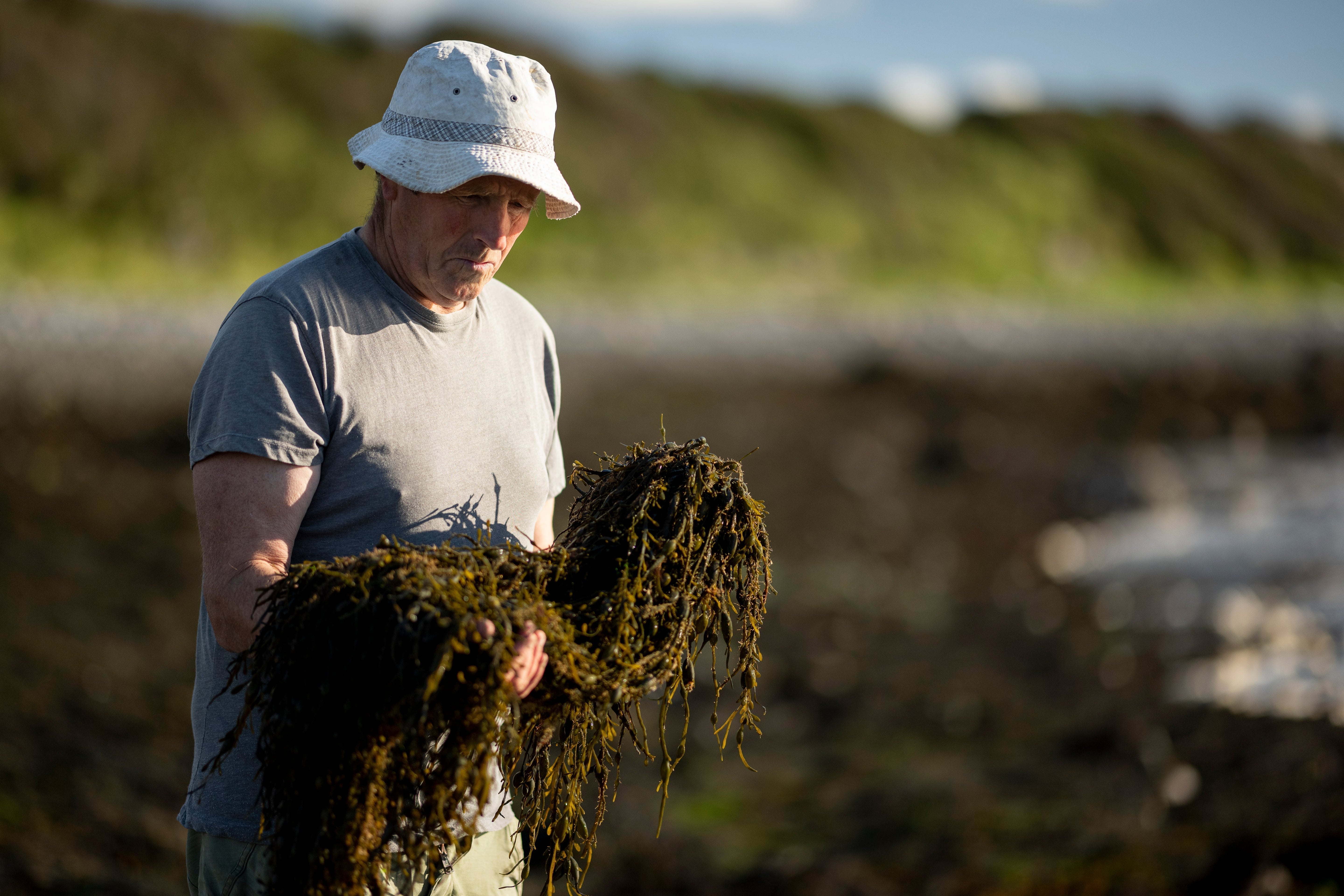 The Complete Guide to Seaweed Fertiliser