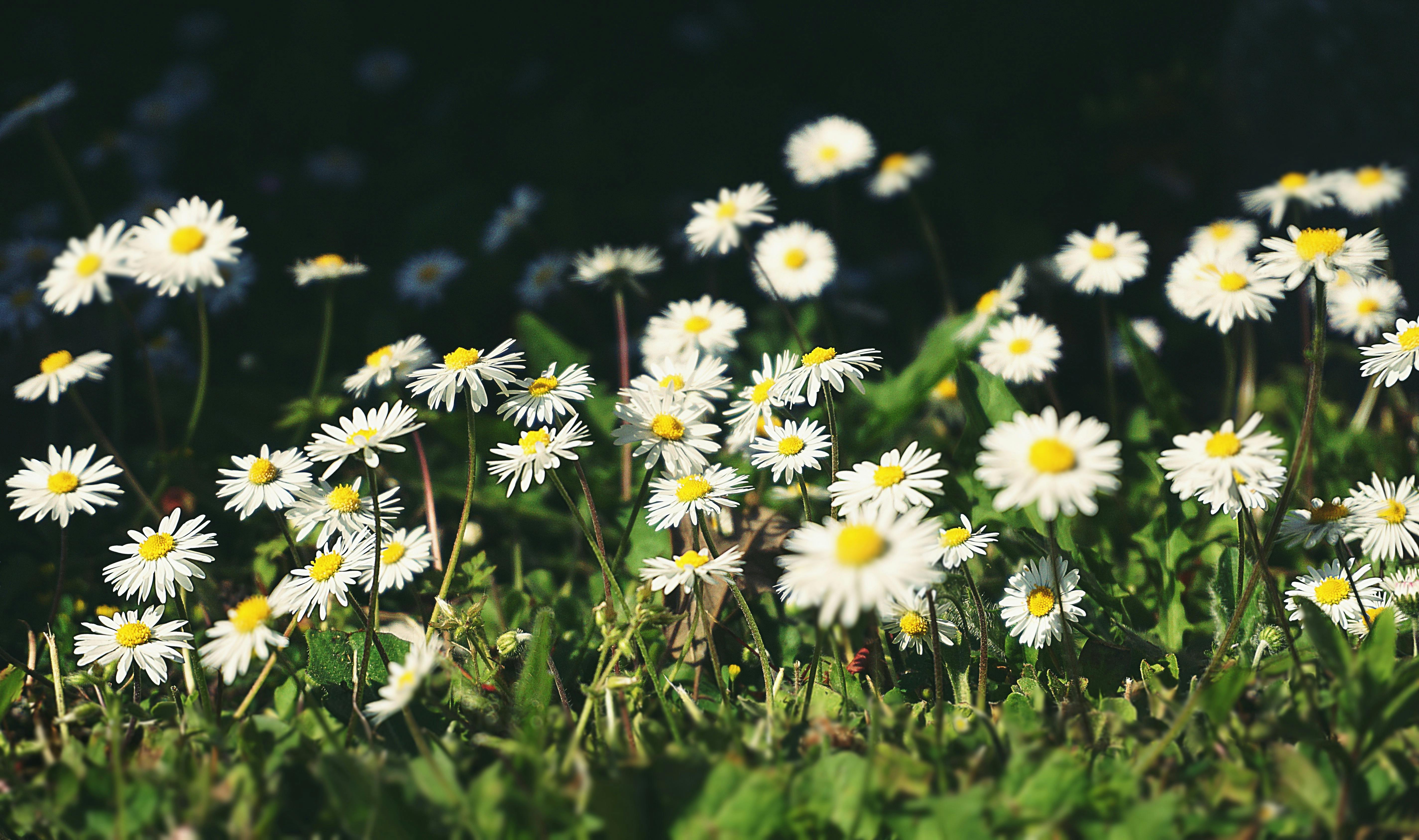 Reflections on COP30 and What It Means for the Future of Gardening