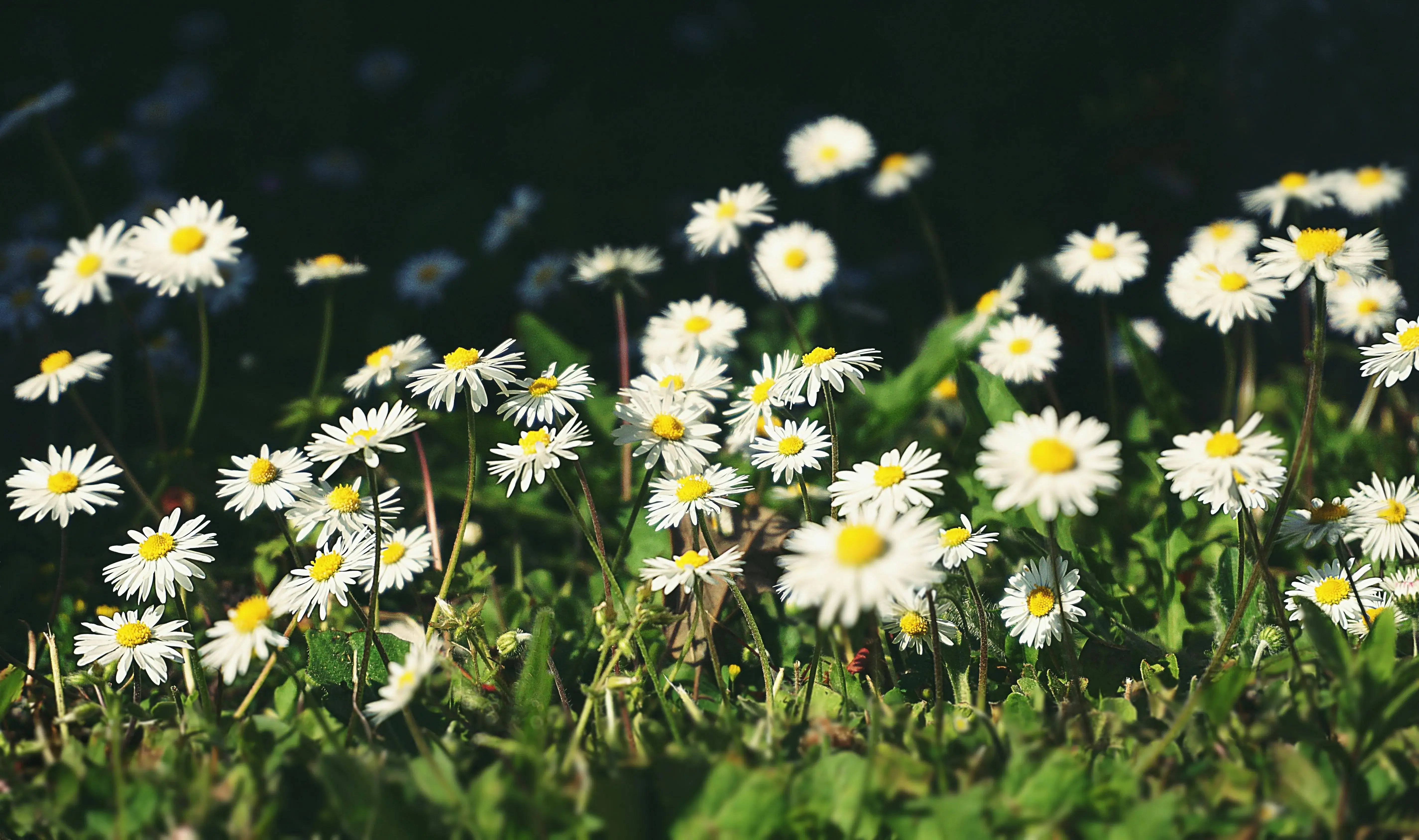 Reflections on COP30 and What It Means for the Future of Gardening