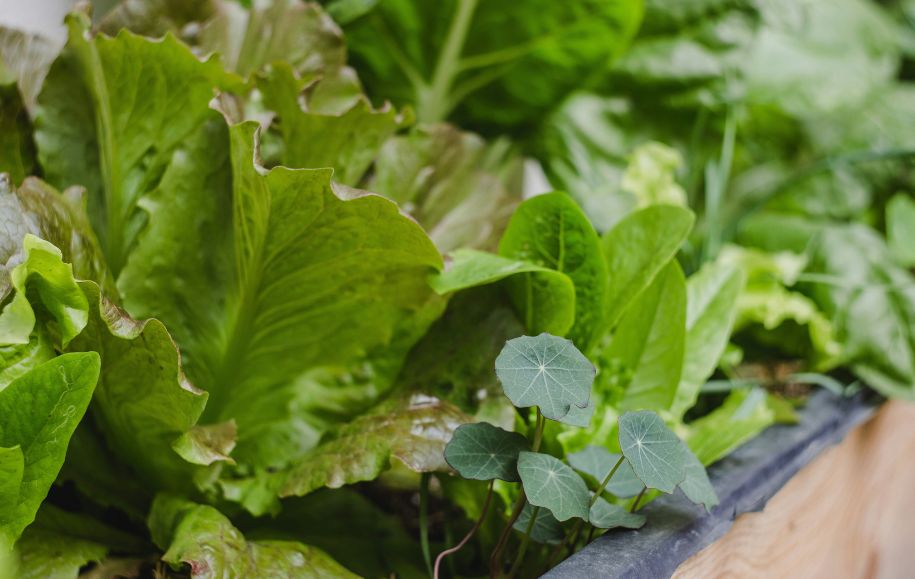 What Plants Grow Well Together? A Practical Guide to Companion Planting in the UK
