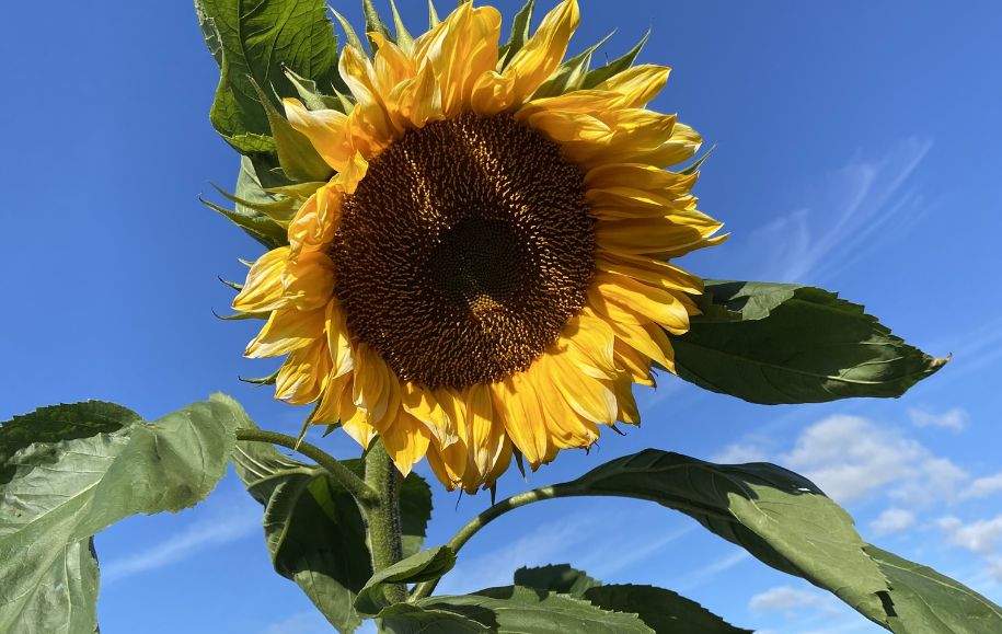 How to Prepare For, Water Through, and Recover From a Heatwave