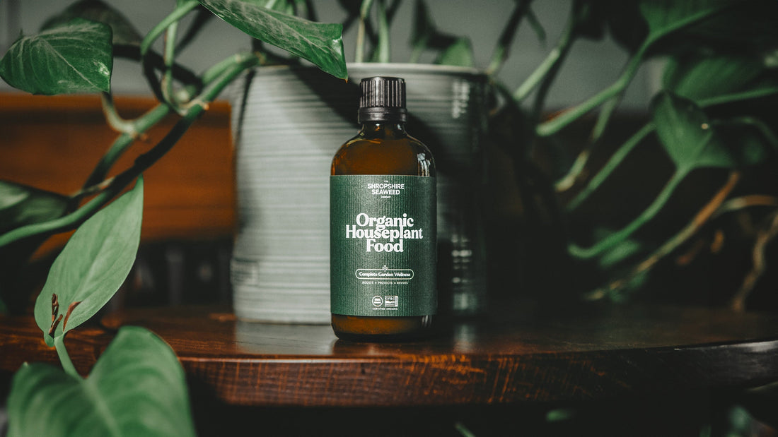 How to Care for Houseplants: The Essential Guide