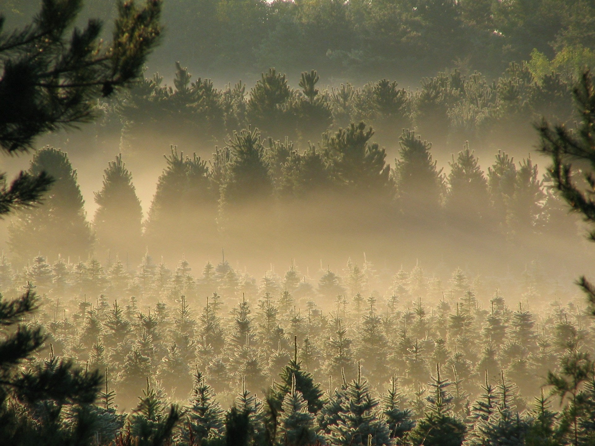 Real vs. Fake: Which Christmas Tree Is Better for the Environment?