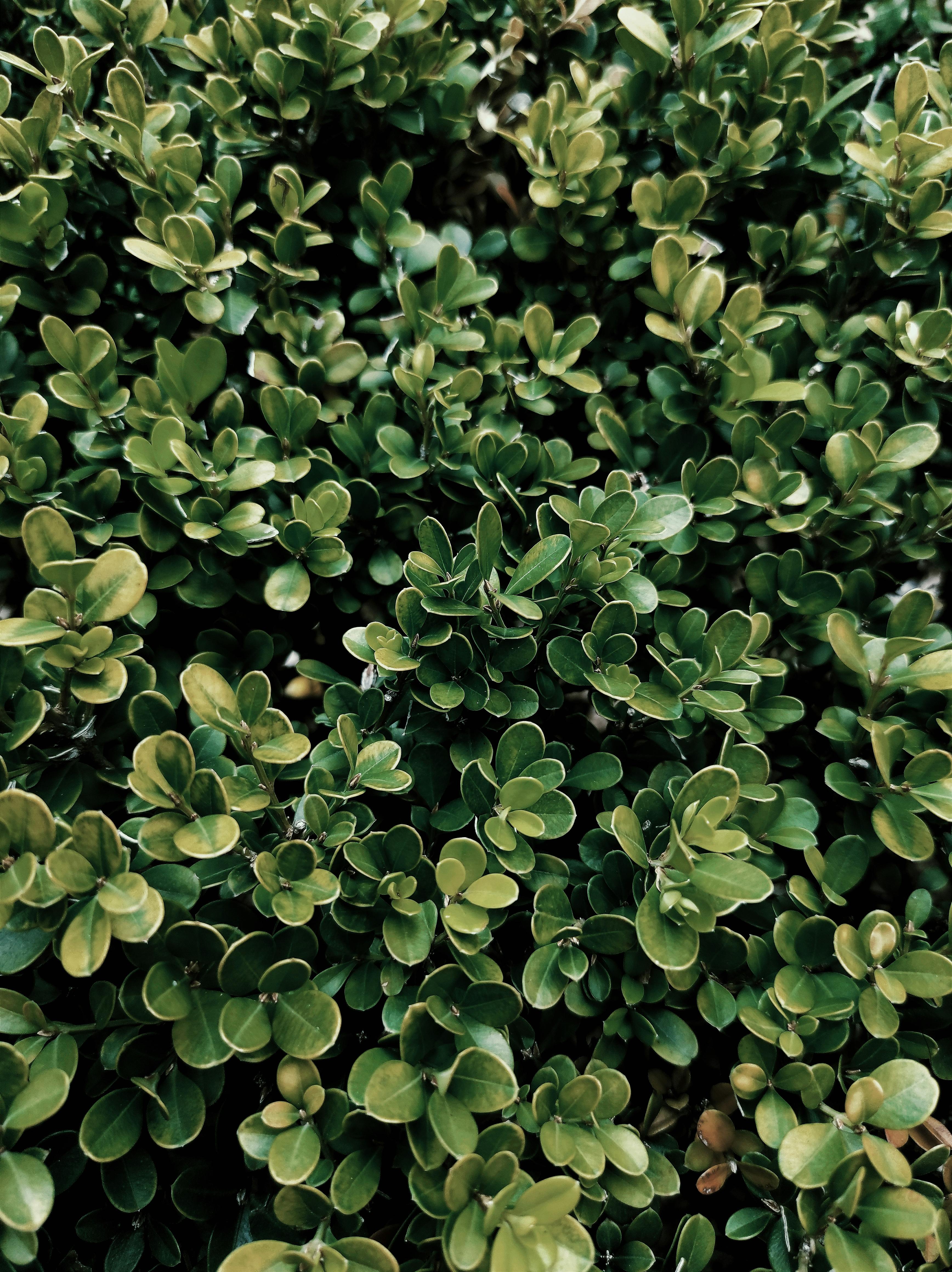 Why Do Buxus Plants Need Our Special Care?