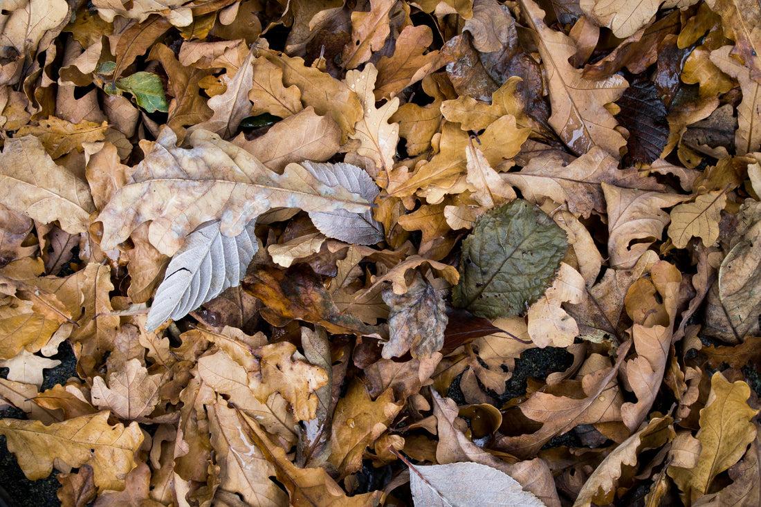 Leave the Leaves: Nature’s Gift for a Healthier Garden