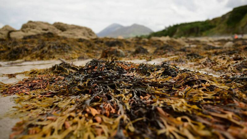 The Shropshire Seaweed Company