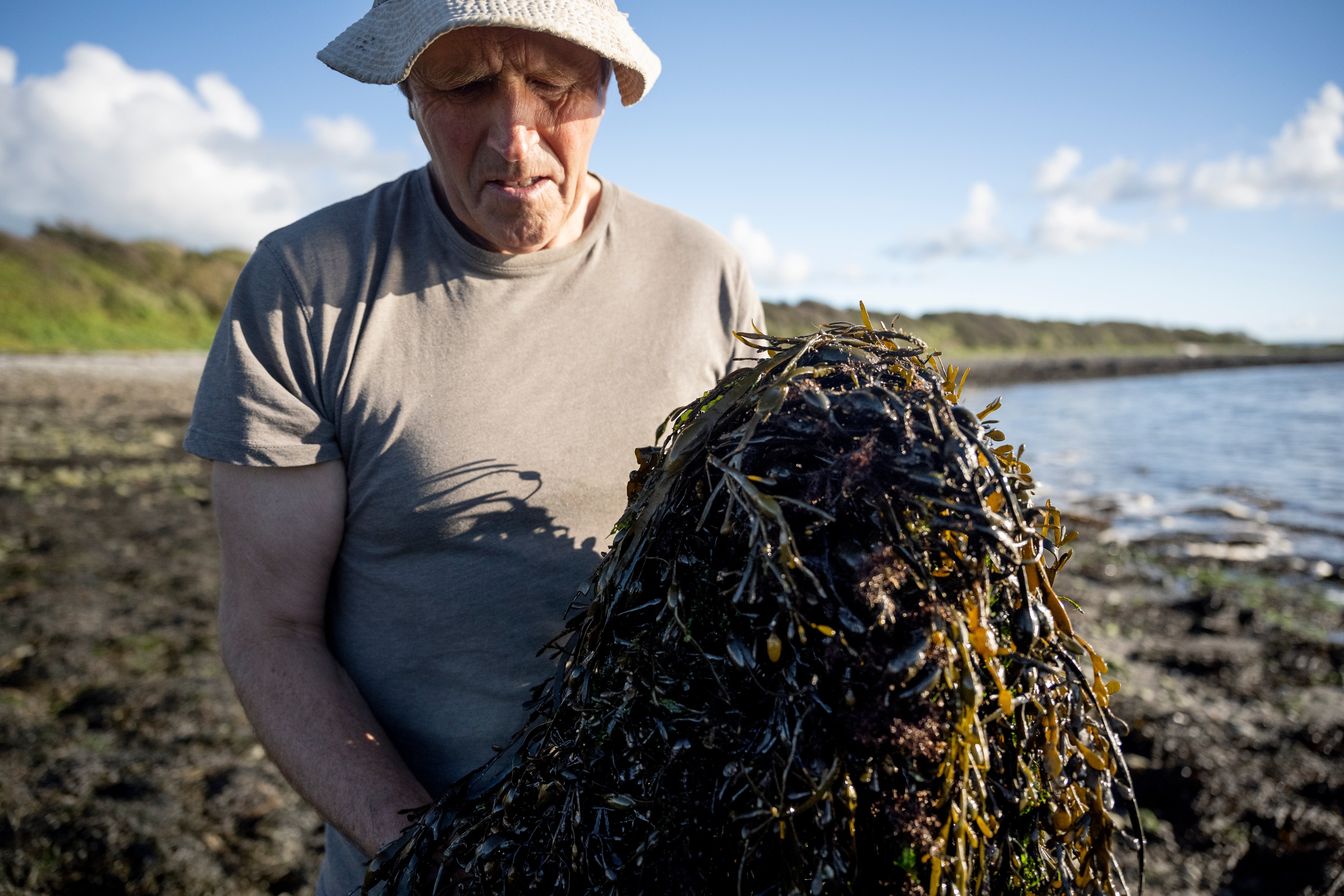 The Shropshire Seaweed Company