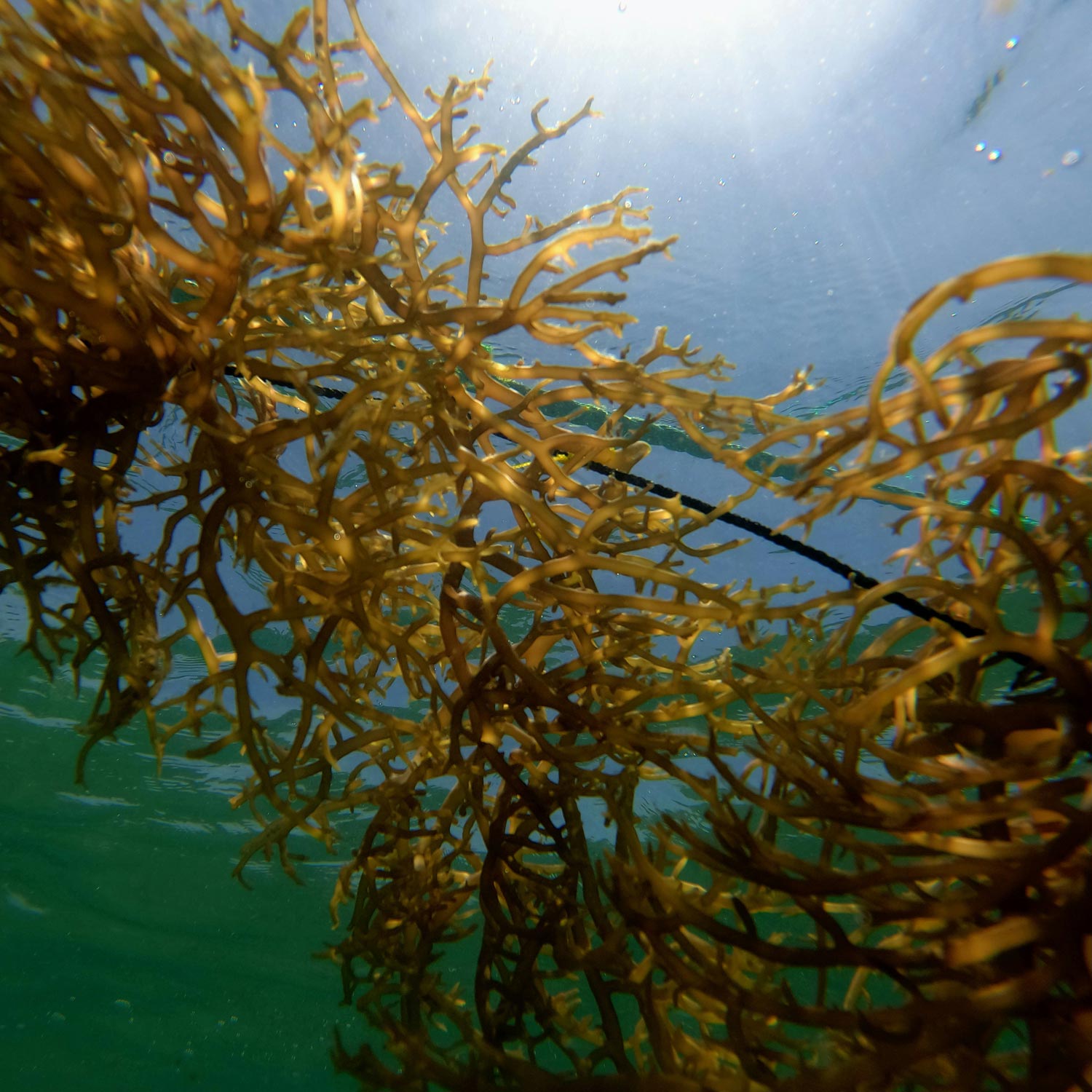 The Shropshire Seaweed Company